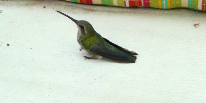 1600x1200 BABSBLOG: Kamikaze Hummingbird