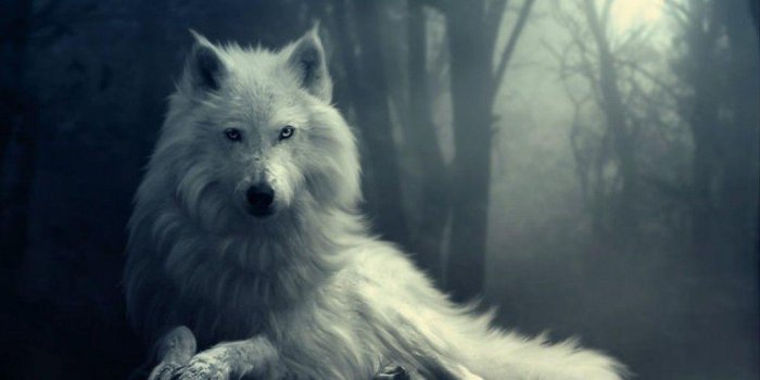 1024x768 Werewolf Wallpaper Hd (61+) - Free Download | Techpresentations