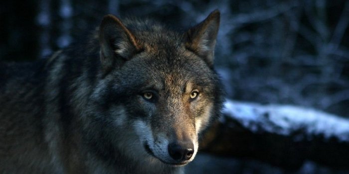 1024x768 Wolf In The Night Wallpaper Image Wallpaper | WallpaperLepi