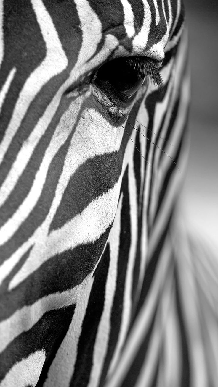 736x1309 best images about zebra prints iPhone wallpapers