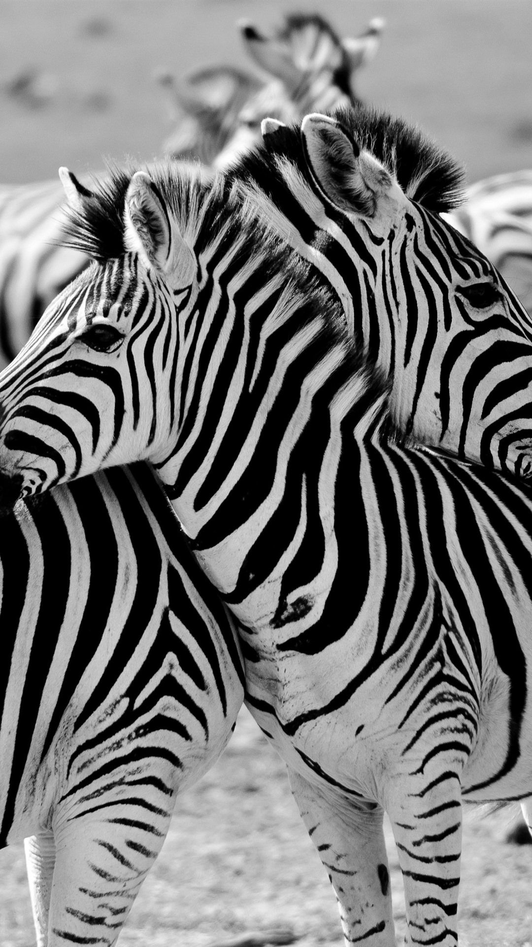 1080x1920 Some zebras, Africa 1080x1920 iPhone 8/7/6/6S Plus wallpaper