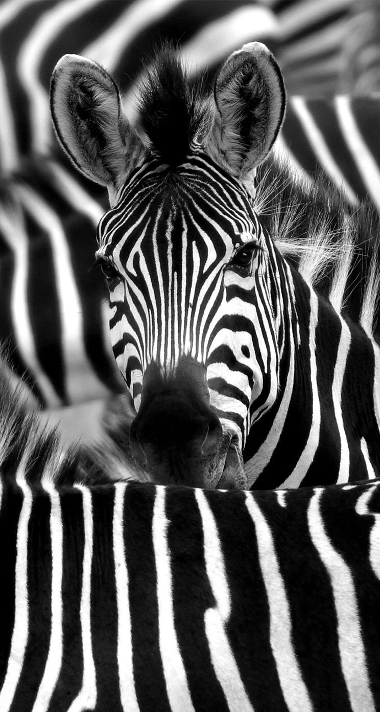 744x1392 Zebra Iphone Wallpaper | Wallpapers Area