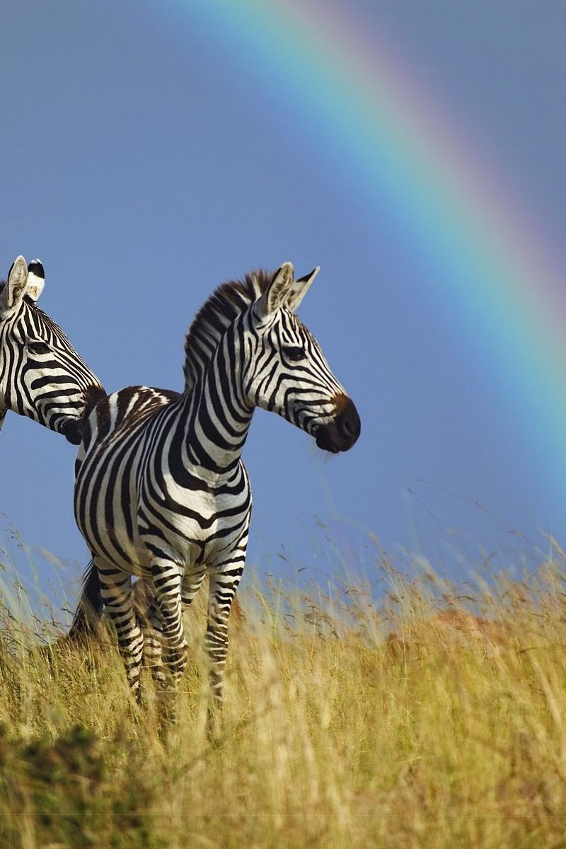 800x1200 Download wallpaper 800x1200 zebra, couple, rainbow, grass iphone 4s