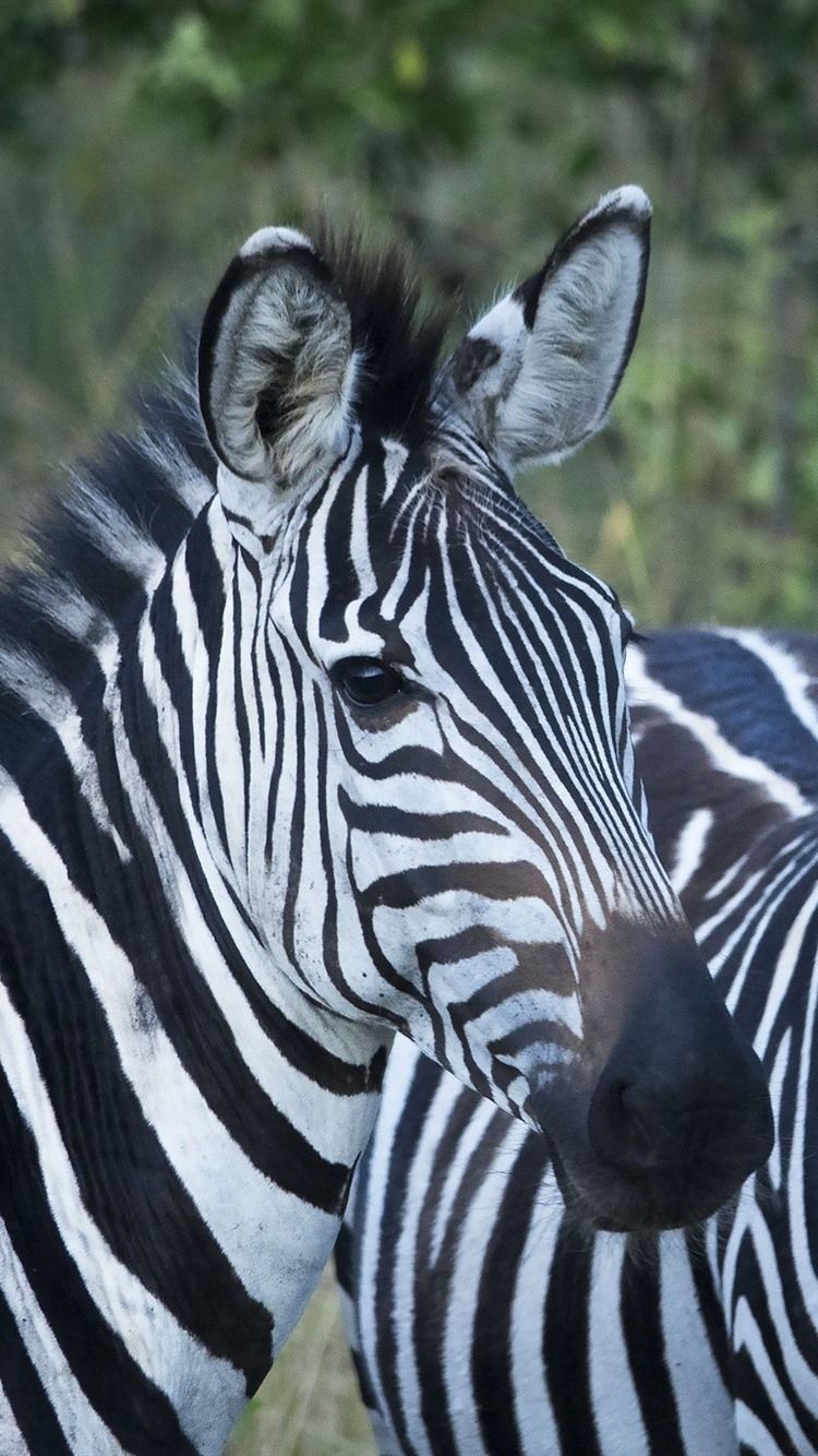 750x1334 Two zebras 750x1334 iPhone 8/7/6/6S wallpaper, background, picture