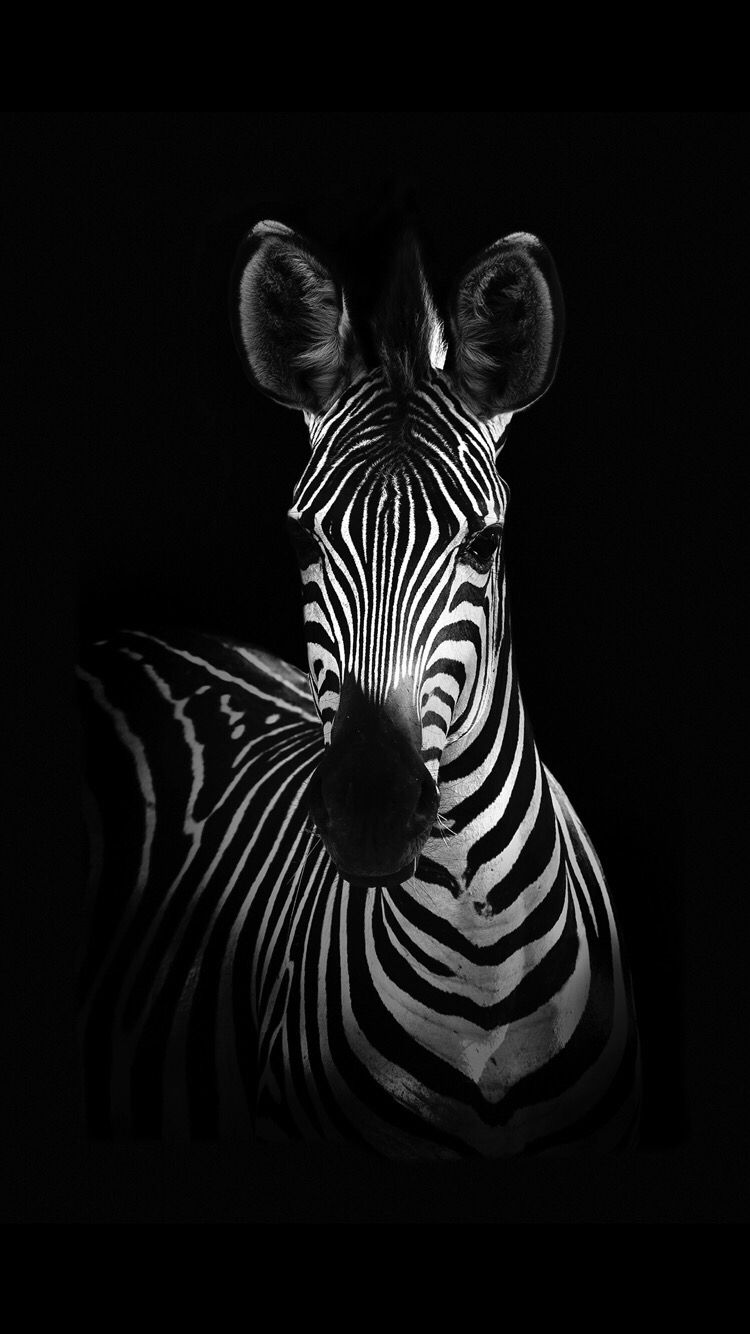 750x1334 Zebra wallpaper for your iPhone X from Everpix | iPhone Wallpaper in