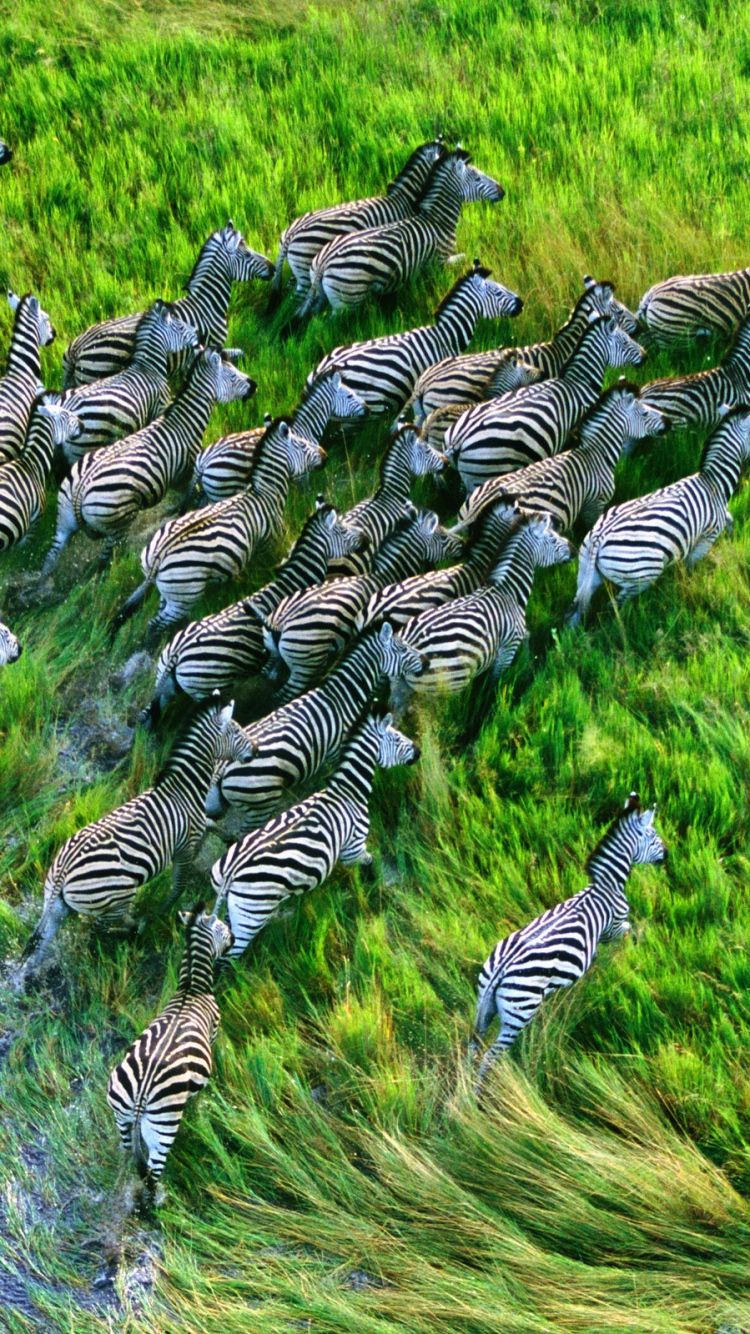 750x1334 Zebra Upclose iPhone wallpaper Zebras iPhone Wallpapers 750x1334