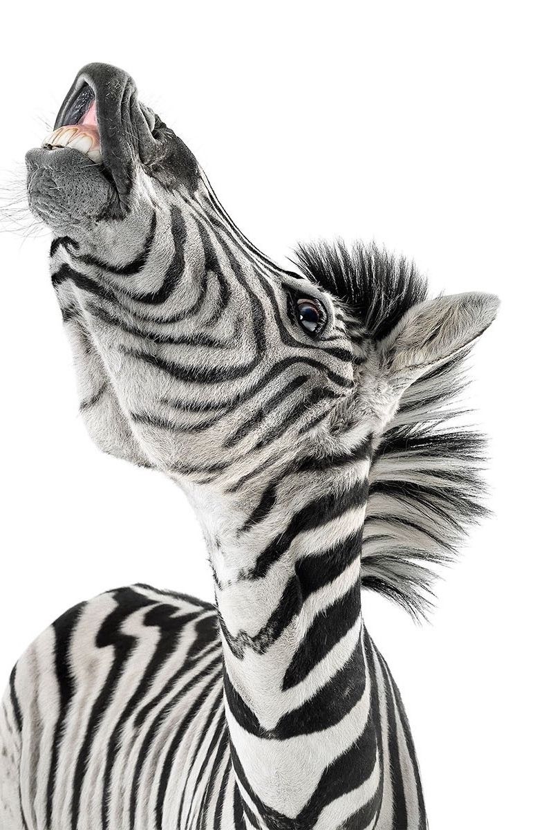 800x1200 Download wallpaper 800x1200 zebra, face, striped iphone 4s/4 for