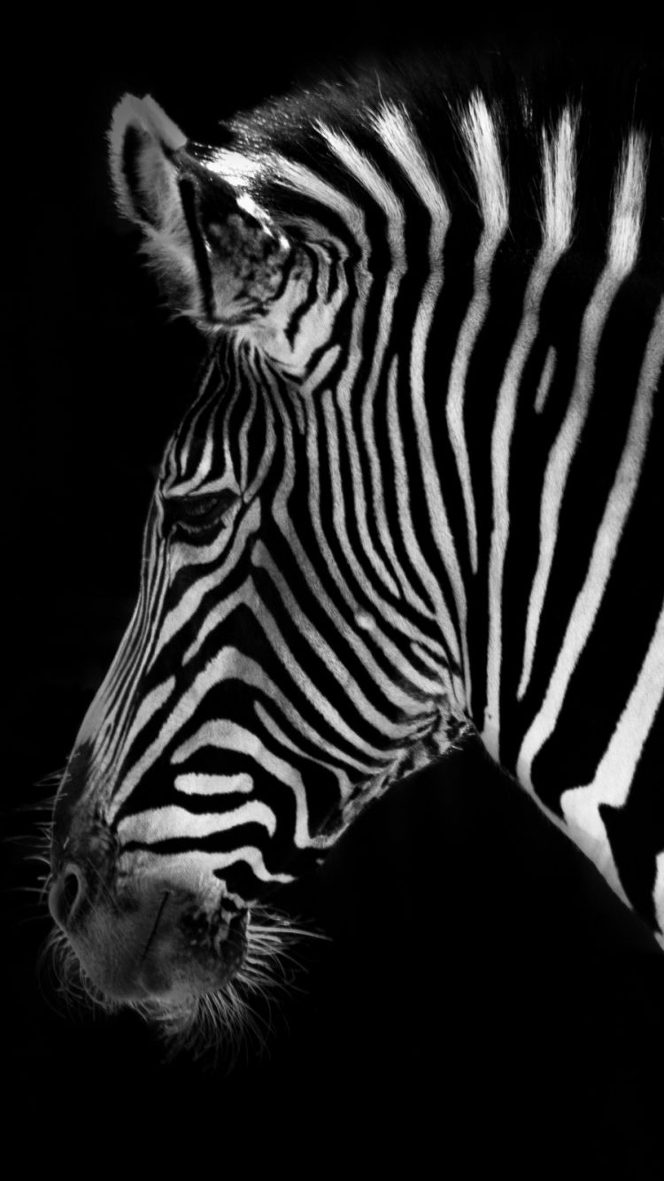 750x1334 Animal/Zebra (750x1334) Wallpaper ID: 579591