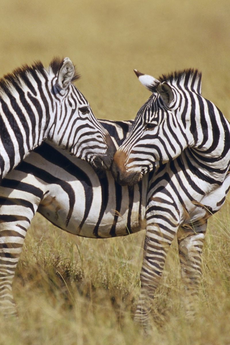 800x1200 Download wallpaper 800x1200 zebra, grass, strips, stand iphone 4s/4