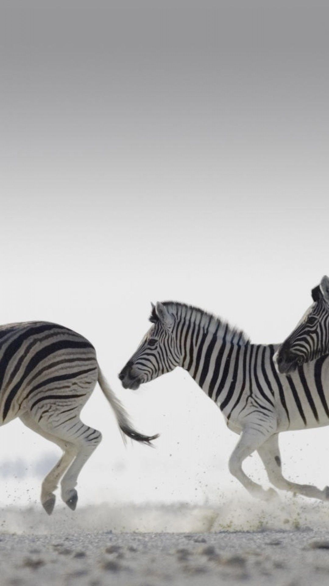 1080x1920 Download 1080x1920 Zebra Family, Running Wallpapers for iPhone 8