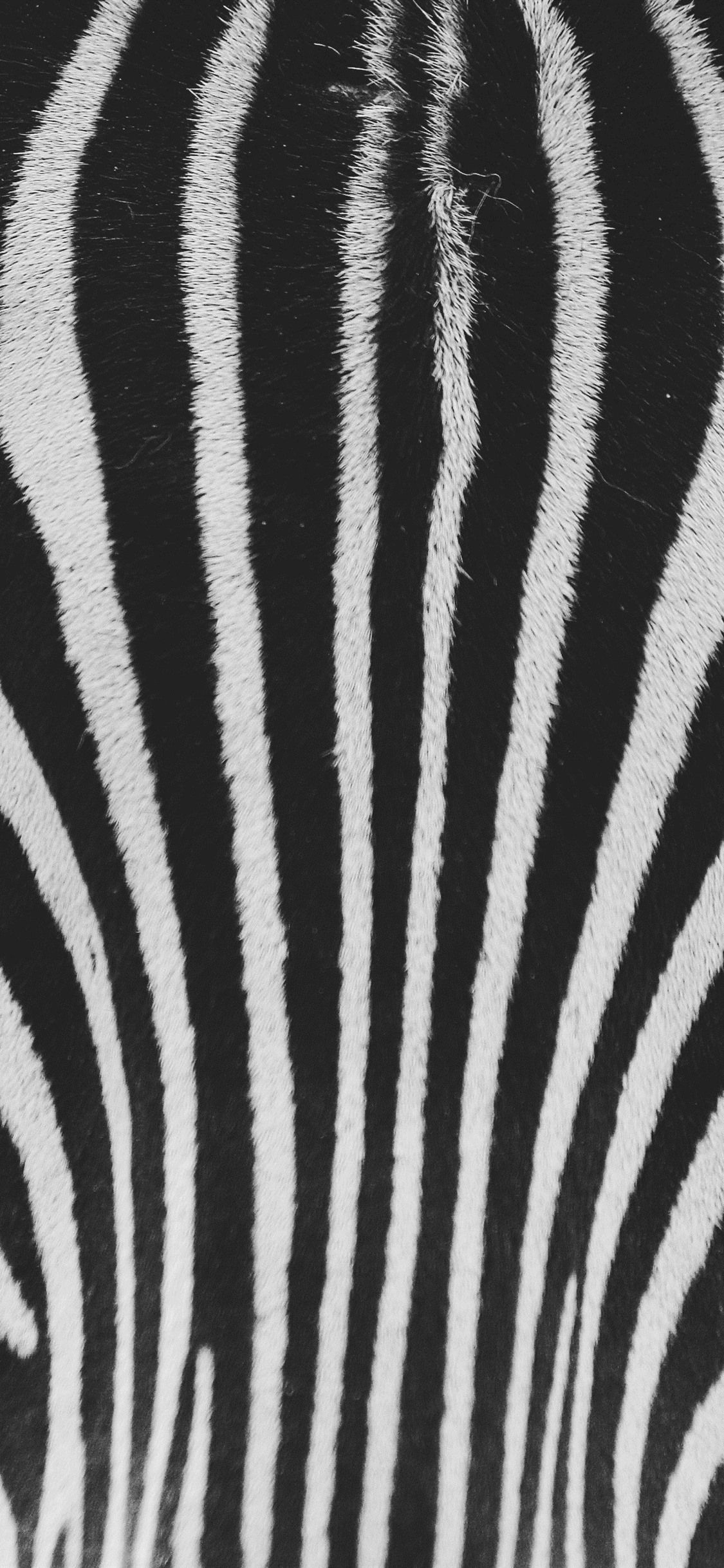 1125x2436 Zebra, white and black texture 1125x2436 iPhone XS/X wallpaper