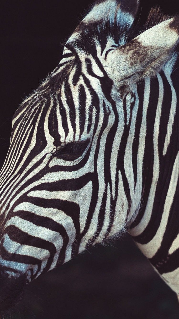 750x1334 Download Free Zebra Hd Wallpaper for Desktop and Mobiles iPhone 6