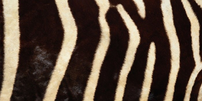 1920x1200 Download the Zebra Fur Wallpaper, Zebra Fur iPhone Wallpaper, Zebra