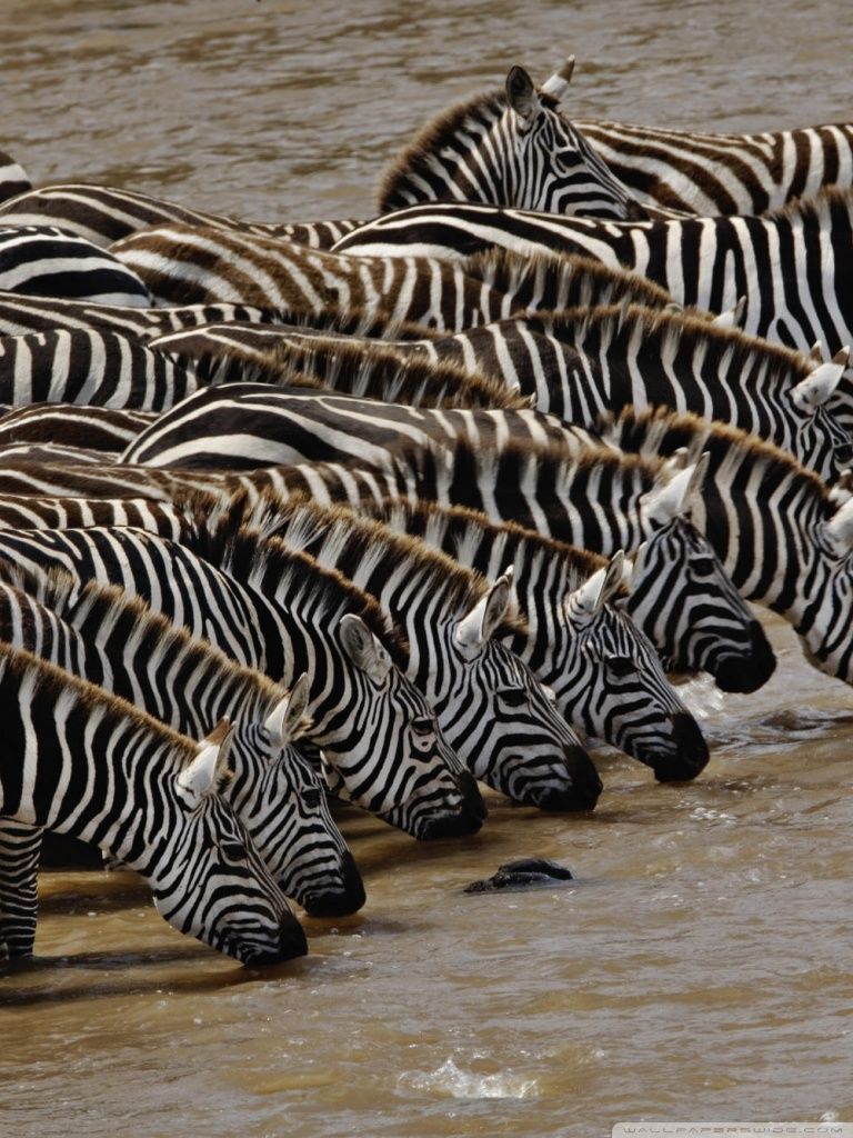 768x1024 Herd Of Burchell's Zebra Drinking Mara River Masai Mara Kenya ❤ 4K