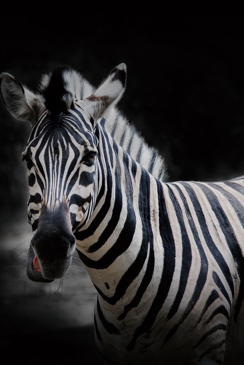 840x1257 Download 840x1336 wallpaper animal, wildlife, portrait, zebra