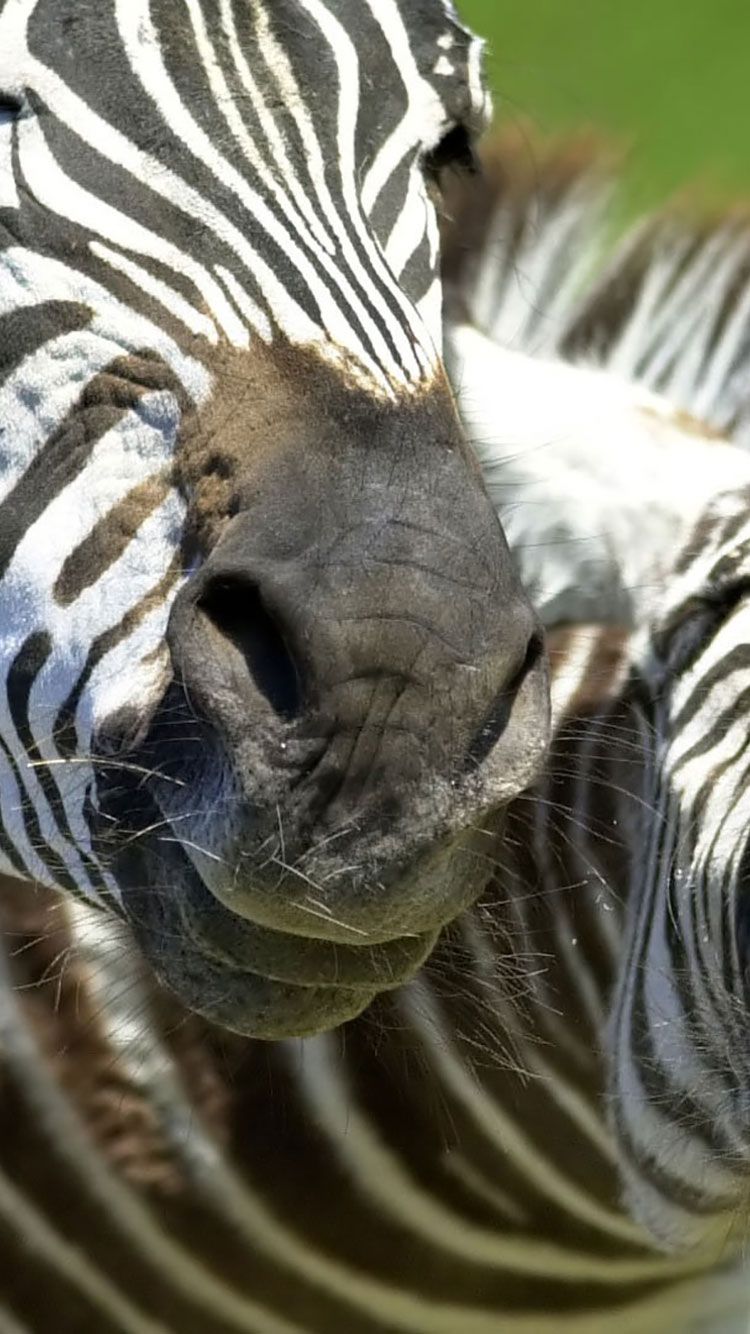 750x1334 75 HD Animals iPhone Backgrounds