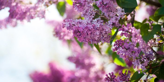 1920x1200 10 Beautiful HD Lilac Wallpapers