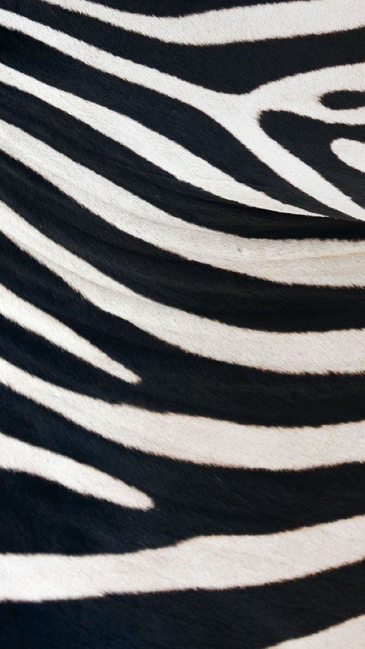 750x1334 Zebra Wallpapers iPhone HD Backgrounds Images Pictures - Future Stuffs