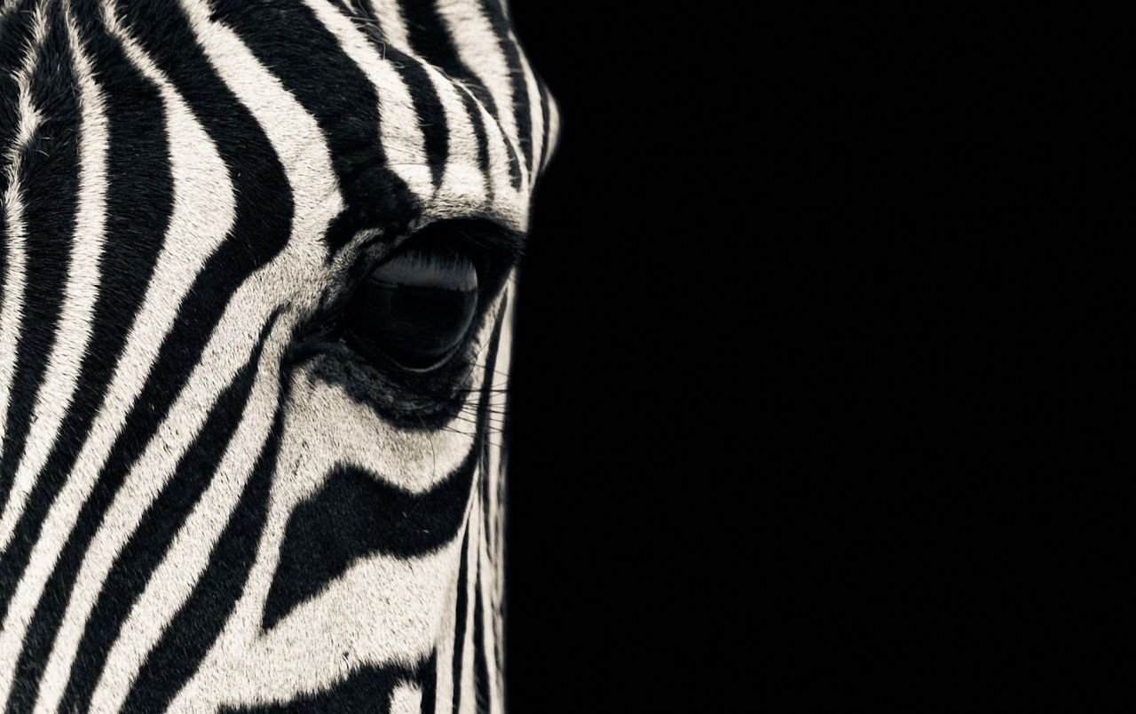 1280x804 Zebra wallpapers | Zebra stock photos