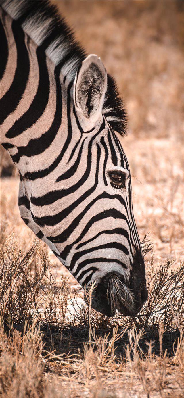 640x1385 Etosha National Park iPhone X Free Download