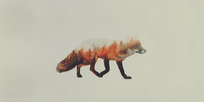 1920x1080 75+ Fox Wallpapers on WallpaperPlay