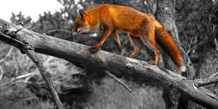 1920x1200 Cool Fox Wallpaper #6781735