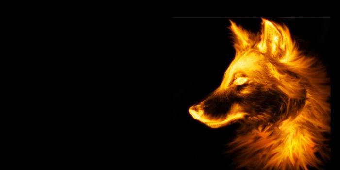 1600x900 3D Fox Wallpaper HD 22722 - Baltana