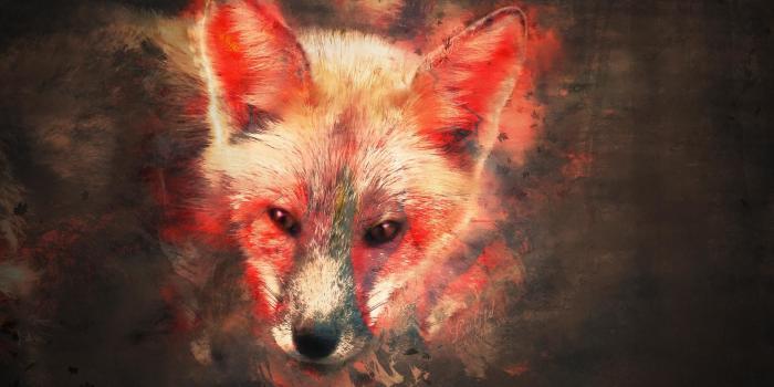 1920x1080 75+ Fox Wallpapers on WallpaperPlay