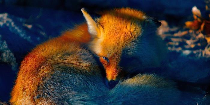 1280x960 Fox Wallpaper and Background Image | 1280x960 | ID:188437