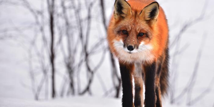 3840x2673 Fox Wallpapers |