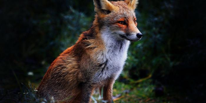 1920x1200 New Full HD Wallpaper's Collection: Fox Wallpaper (33) of Fox