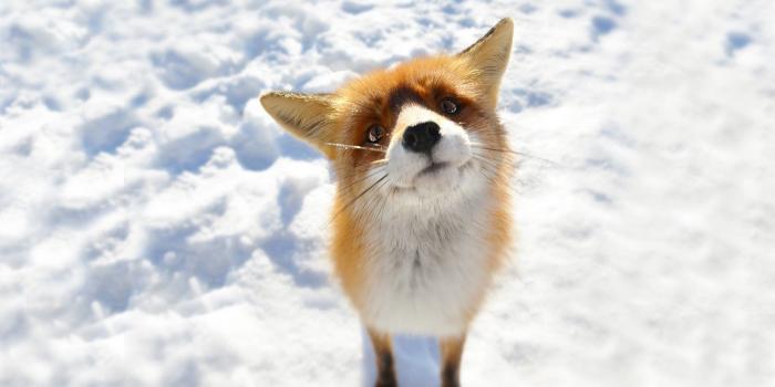 1920x1080 Wallpaper Of Foxes, Cool Foxes Backgrounds | 46 Superb Foxes