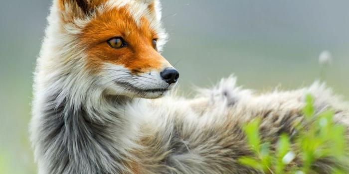 1024x768 Foxes Wallpaper #7