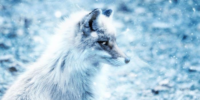 1920x1080 69+ Arctic Fox Wallpapers on WallpaperPlay