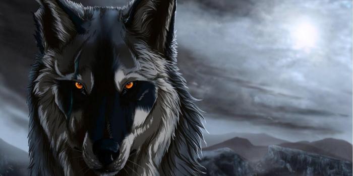 2560x1600 Fox and Wolf Wallpapers - Top Free Fox and Wolf Backgrounds