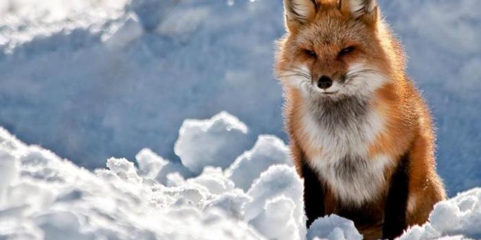 1024x768 Fox Wallpapers Free