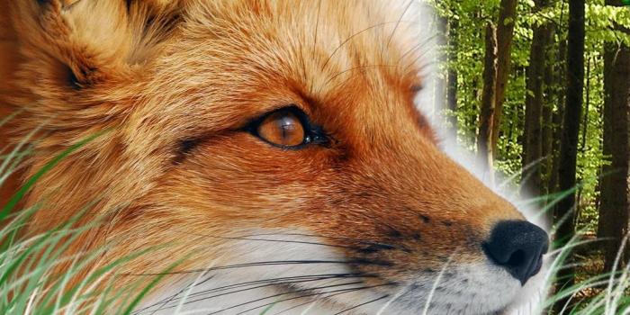 1024x768 Download Cool Wallpapers red fox wallpapers [1024x768] | 70+ Red Fox