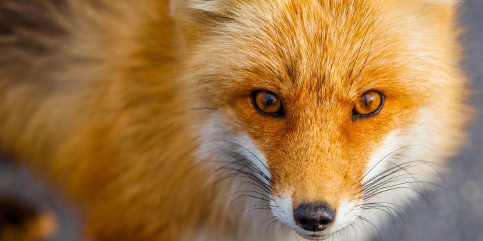 3840x2160 Red Fox Wallpaper (70+ images)