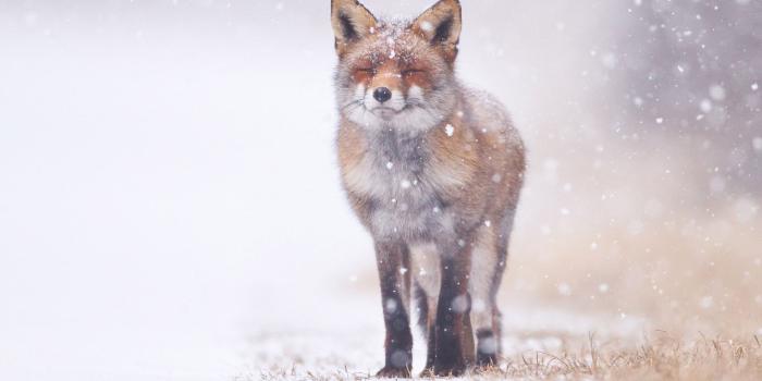 1920x1080 30+ Snow Fox Wallpapers - Download at WallpaperBro