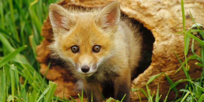 1600x1200 Free Cool Wallpapers: red fox wallpapers