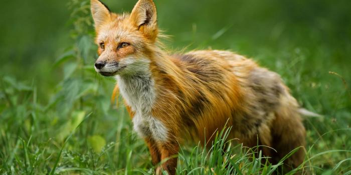 2048x1365 Fox Wallpapers For Desktop - WallpaperHD.wiki