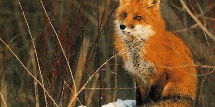 1024x768 Cool Fox Wallpaper - (60+ images)