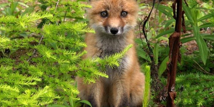 1024x768 Fox in Plants, Cool, Fox, Picture, Plants