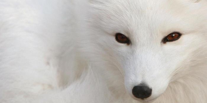 1600x900 Luxury 50 Cool Black And White Fox Wallpapers With Resolution 1600 x