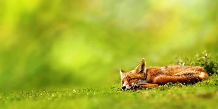 2560x1600 Red Fox Wallpapers (72+ background pictures)
