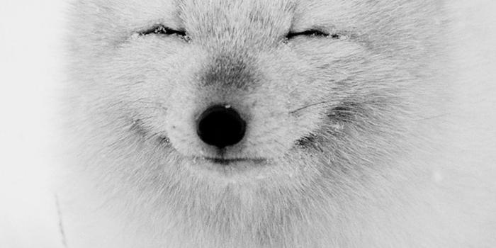 1125x2436 Cool Black And White Fox Wallpapers | New Cool HD Wallpapers
