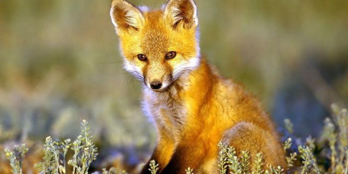 1024x768 Fox Wallpapers Free