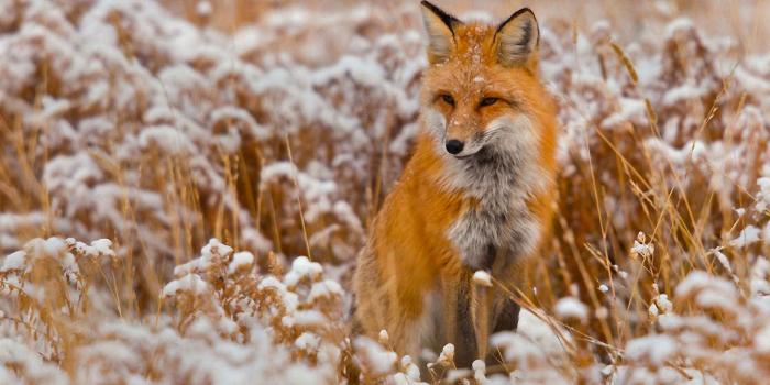 1920x1200 Cool Animal Desktop Backgrounds HD Wallpaper, Background Images