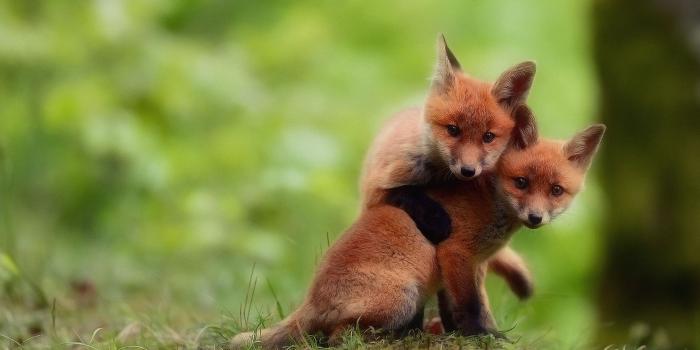 1920x1200 Foxes Wallpapers (62+ images)