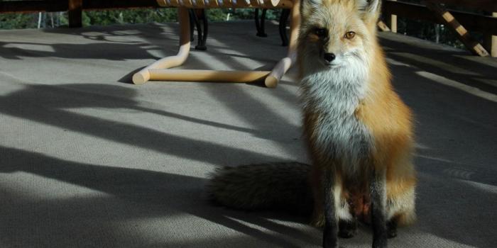 1680x1050 Cool Fox HD Wallpaper - WallpaperFX